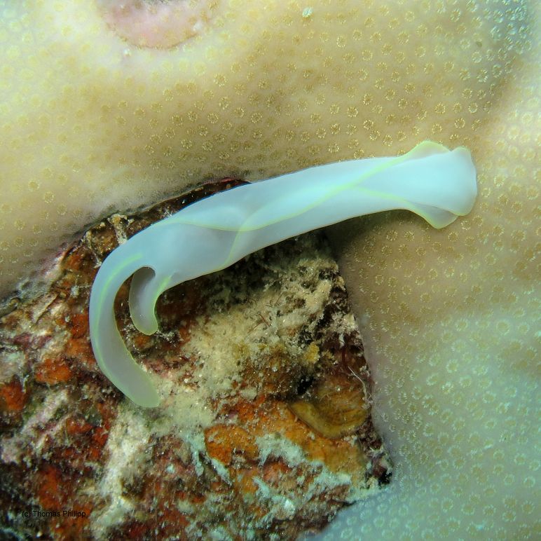 Picture is showing a chelidonura electra nudibranch